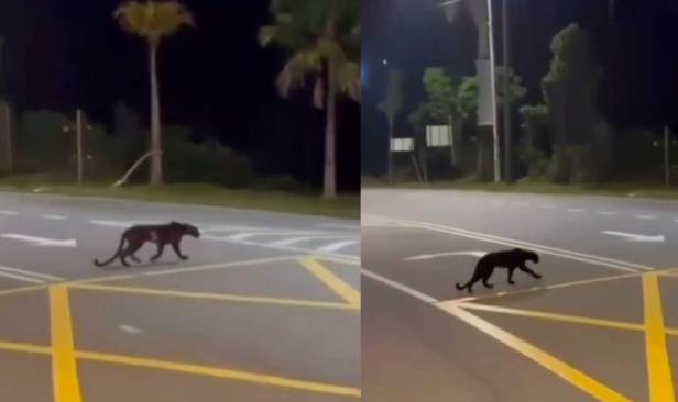 Harimau kumbang: Pengguna jalan Pangkalan sekitar Pangkalan Gawi tak perlu panik - PERHILITAN