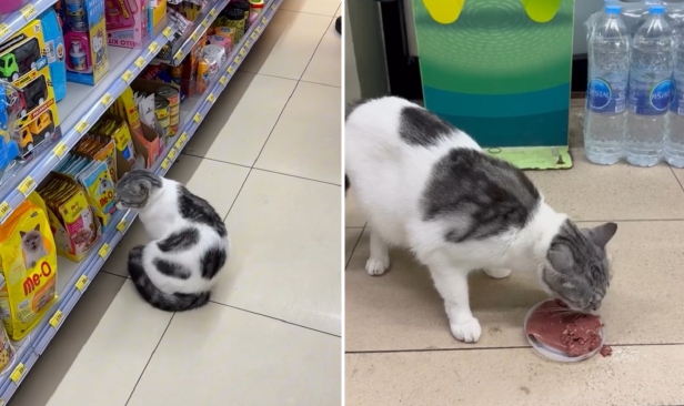Kucing 'pujuk' pelancong belikan snek