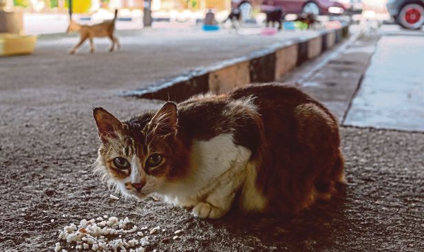 Sedia garis panduan beri makanan haiwan terbiar