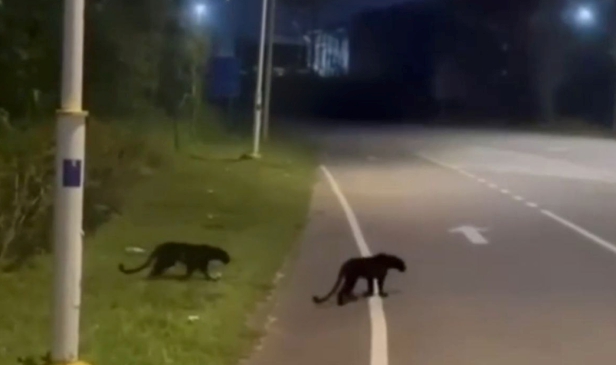Penduduk bimbang harimau kumbang kembali 'meronda' di Pengkalan Gawi