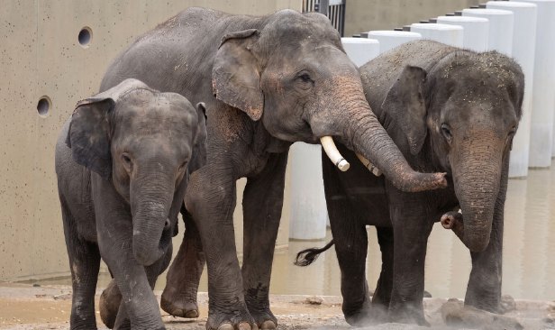 Jawatankuasa Parlimen syor tinjauan fizikal gajah Dara, Amoi, Kelat di Zoo Tennoji, Jepun