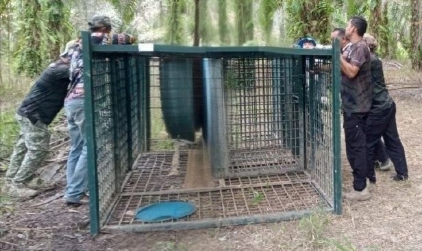 PERHILITAN pasang perangkap harimau, penduduk Kampung Sungai Mok lega