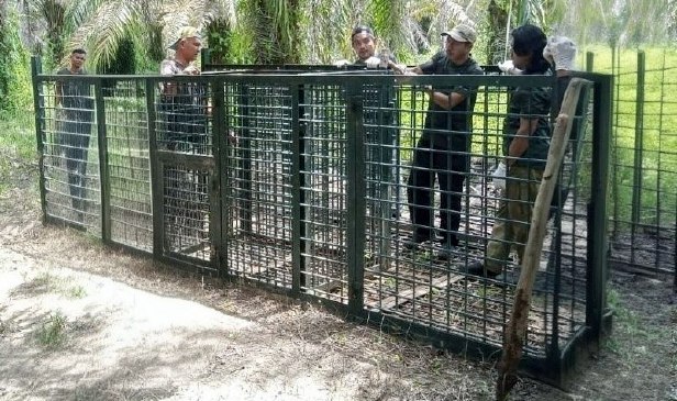 'Kami hidup ketakutan, harimau belang berkeliaran di kampung sudah baham 3 lembu milik penduduk...' - Ketua kampung