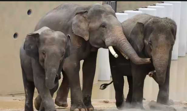 Tempoh perjanjian 25 tahun gajah Dara, Amoi, Kelat munasabah demi konservasi